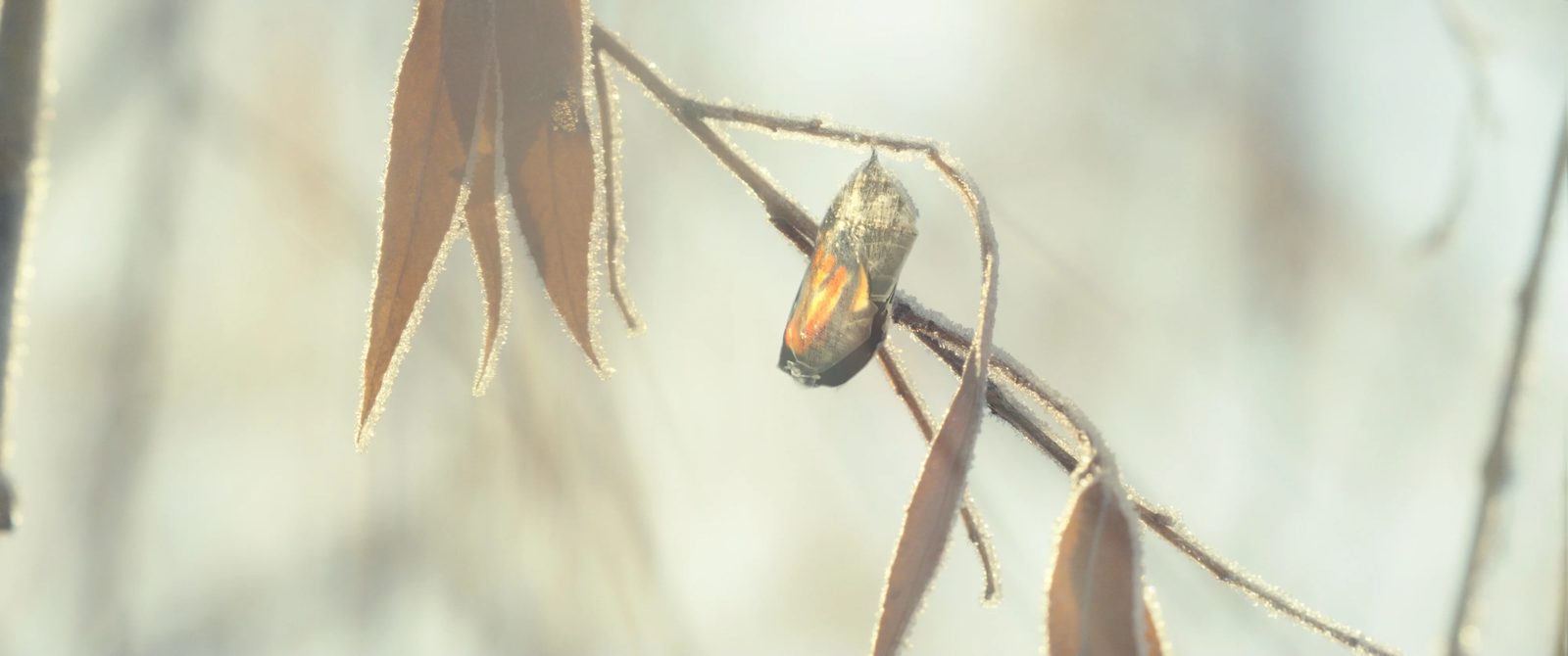 A monarch chrysalis hanging from a dry stem in soft light.